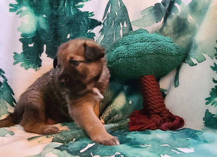chinook puppy